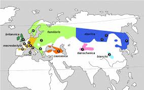 Attēlu rezultāti vaicājumam “Certhia familiaris”