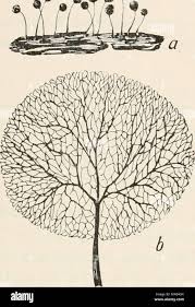 Attēlu rezultāti vaicājumam “Comatricha laxa macro”