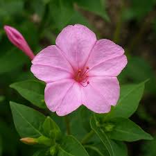 Image result for Mirabilis jalapa