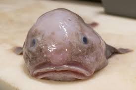 Image result for blobfish