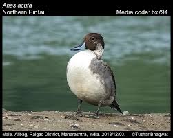 Image result for Anas acuta