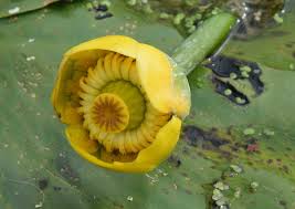 Attēlu rezultāti vaicājumam “Nuphar lutea fruit”