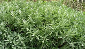 Image result for Salvie