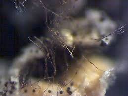 Attēlu rezultāti vaicājumam “Didymium aggregatum spores”