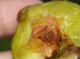 Attēlu rezultāti vaicājumam “Grapholita funebrana larva”