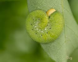 Attēlu rezultāti vaicājumam “Trichiosoma larva”