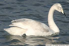 Attēlu rezultāti vaicājumam “Cygnus cygnus juvenile”