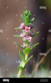 Attēlu rezultāti vaicājumam “Glaux maritima”