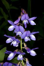 Attēlu rezultāti vaicājumam “Galega orientalis leaf”