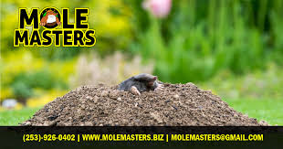 Image result for Mole Valley Bowmen