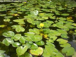 Attēlu rezultāti vaicājumam “Nuphar lutea”