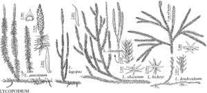 Attēlu rezultāti vaicājumam “Lycopodium annotinum”