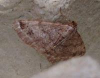 Attēlu rezultāti vaicājumam “Macaria signaria”