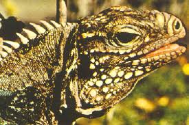 Attēlu rezultāti vaicājumam “Sauria”