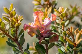 Attēlu rezultāti vaicājumam “Exobasidium vaccinii”