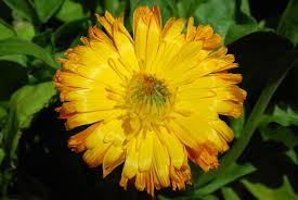 Attēlu rezultāti vaicājumam “Calendula officinalis”