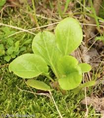 Attēlu rezultāti vaicājumam “Pyrola rotundifolia fruit”