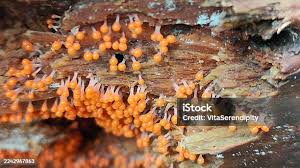 Attēlu rezultāti vaicājumam “Hemitrichia decipiens young”