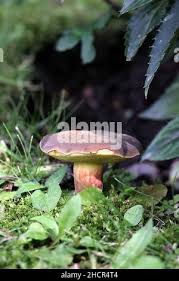 Attēlu rezultāti vaicājumam “Xerocomus pruinatus”