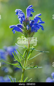 Attēlu rezultāti vaicājumam “Dracocephalum ruyschiana flower”