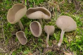 Attēlu rezultāti vaicājumam “Helvella macropus”