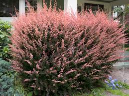 Attēlu rezultāti vaicājumam “Berberis thunbergii flower”