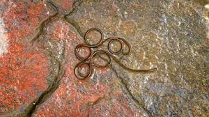 Attēlu rezultāti vaicājumam “Gordius aquaticus”