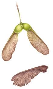 Attēlu rezultāti vaicājumam “Acer pseudoplatanus fruit”