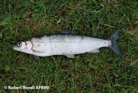 Image result for Coregonus oxyrinchus