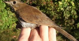 Image result for Catharus fuscescens