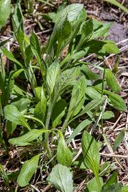Attēlu rezultāti vaicājumam “Erigeron annuus leaf”