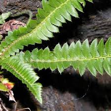 Attēlu rezultāti vaicājumam “Polystichum lonchitis”