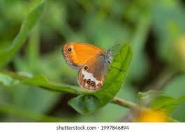 Attēlu rezultāti vaicājumam “Coenonympha arcania underside”