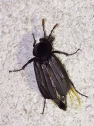 Attēlu rezultāti vaicājumam “Necrodes littoralis”