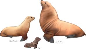 Image result for Eumetopias jubatus