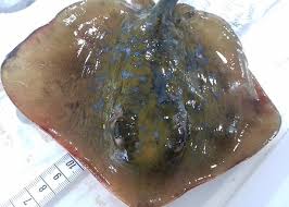 Image result for Dasyatis chrysonota