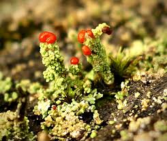 Attēlu rezultāti vaicājumam “Cladonia floerkeana”
