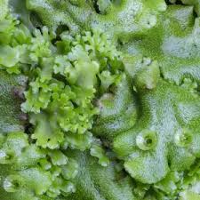 Attēlu rezultāti vaicājumam “Pellia endiviifolia”