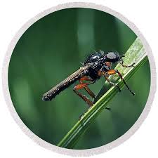 Attēlu rezultāti vaicājumam “Bibionidae”