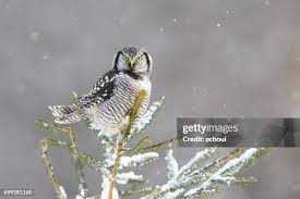 Image result for Surnia ulula