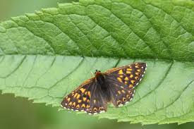 Attēlu rezultāti vaicājumam “Riodinidae”