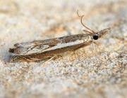 Attēlu rezultāti vaicājumam “Platytes alpinella”