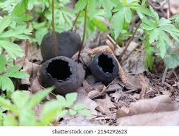 Attēlu rezultāti vaicājumam “Urnula craterium”