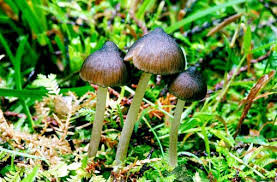 Attēlu rezultāti vaicājumam “Lycogala convexum macro”