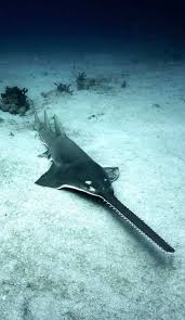 Image result for Pristis pectinata