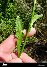 Attēlu rezultāti vaicājumam “Rorippa amphibia leaf”