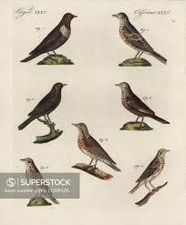 Attēlu rezultāti vaicājumam “Turdus pilaris juvenile”