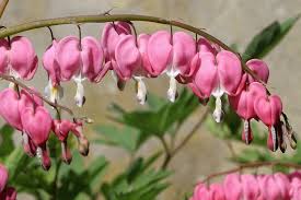 Image result for tränendes Herz