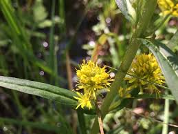 Attēlu rezultāti vaicājumam “Lysimachia thyrsiflora leaf”