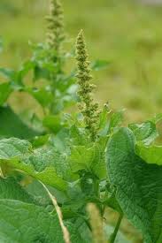 Attēlu rezultāti vaicājumam “Chenopodium bonus-henricus leaf”